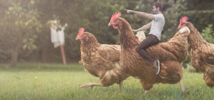 Chicken War
